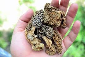 Guchi Mushroom